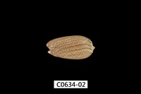 藏品(臺灣榧螺)的圖片